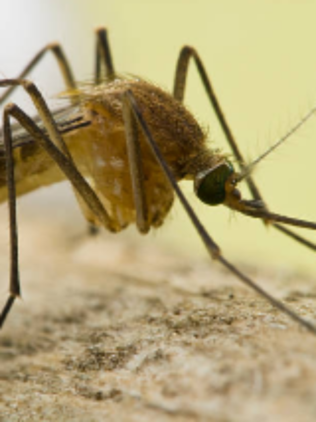 West Nile Virus Detected in Norfolk Mosquito Test: Stay Informed and Protected